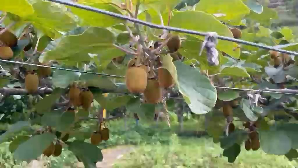 पौड़ी में बागवानी ने पकड़ी रफ्तार, 06 साल में 30 हजार से अधिक किसानों तक पहुंची सरकारी योजनाओं की मदद